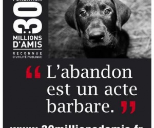 Illustration de l'article Des milliers d'animaux abandonnés cet été