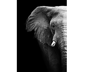 Illustration de l'article Une personne âgée tuée par un éléphant de Cirque