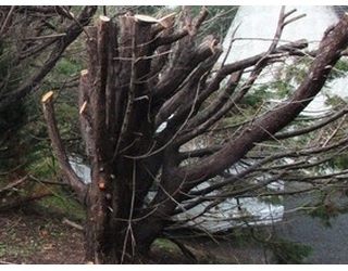 Illustration de l'article Les arbres de leur jardin ont été coupés pendant qu'ils étaient en vacances