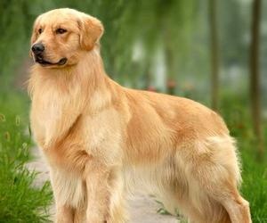 Illustration de l'article L'homme n'est pas le meilleur ami du chien
