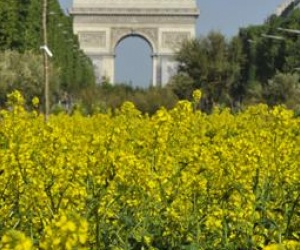 Illustration de l'article Nature Capitale s'installe à Lyon