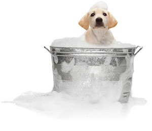 Illustration de l'article Comment devient-on toiletteur pour animaux ?