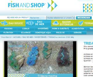 Illustration de l'article Fishandshop.com : Un site marchand à destination des passionnés d'aquariophilie