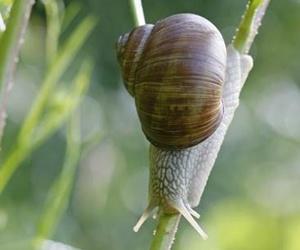 Illustration de l'article Les escargots, pas si "simples d'esprit" que ça ?