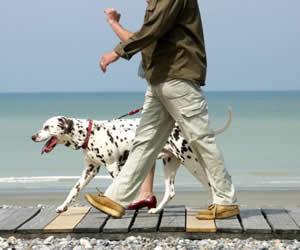 Illustration de l'article Promener son chien réduit le stress
