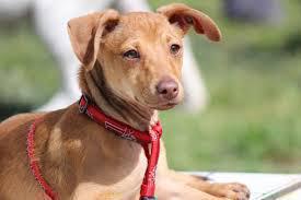 Illustration de l'article Loi sur la maltraitance animale : la vente des chats et chiens interdite en animalerie
