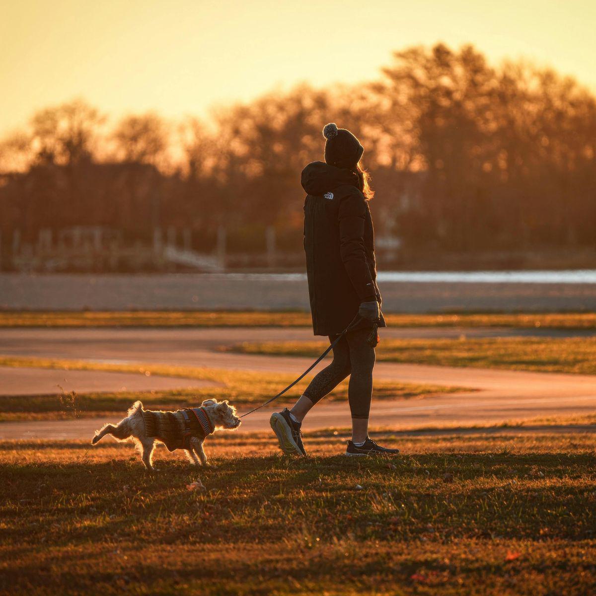 Illustration de l'article Grâce à l’intelligence artificielle, il développe un vaccin pour sauver son chien atteint d’un cancer