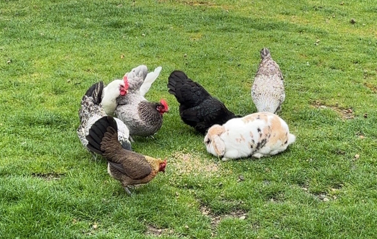 illustration Assistant / Assistante de vie auprès de personnes âgées H/F