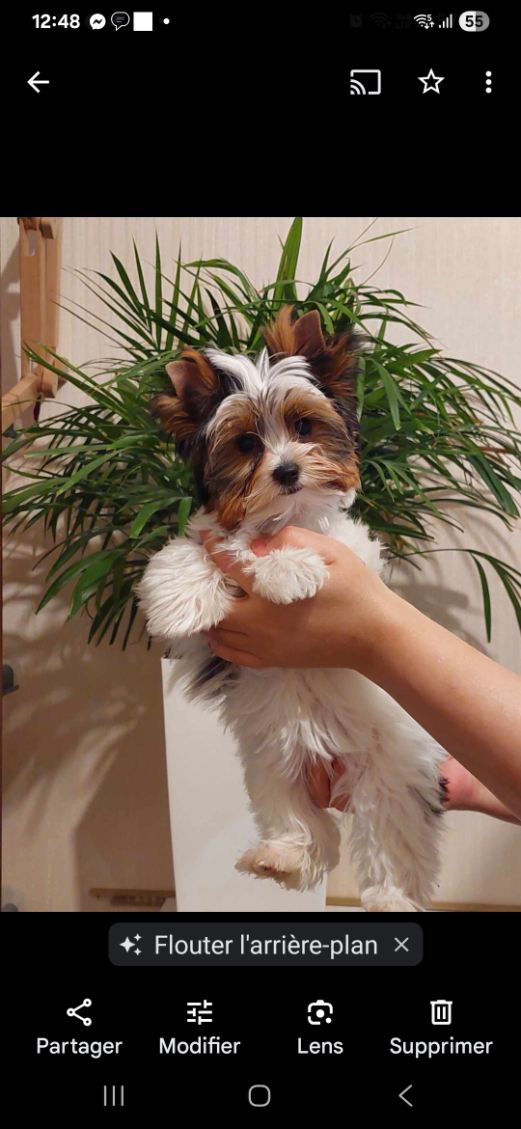 illustration GARDE D ANIMAUX SOINS ET PROMENADES