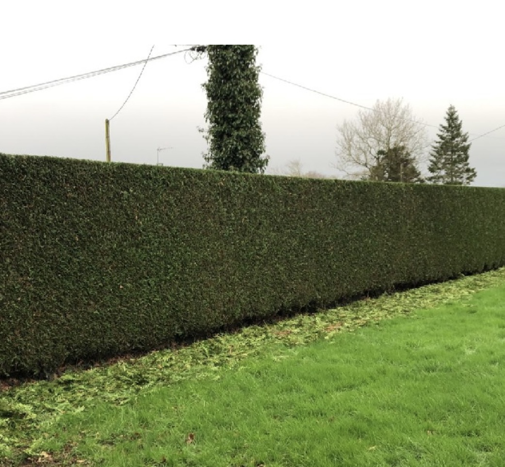 illustration Jardinage