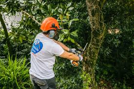 image 2 de l'annonce Jardinage à Massy (91300) par Domicile Clean Massy