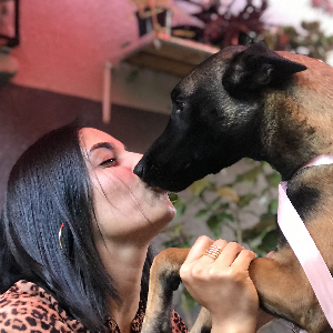 Garde et où promenade des chiens et chats