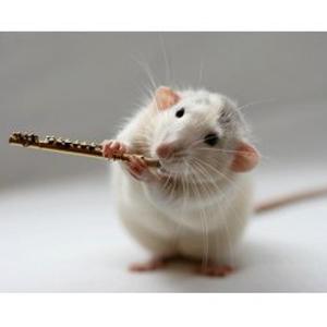 Cours de flûte traversière à domicile sur Grenoble