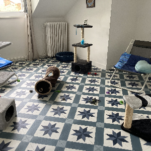 Garde de chats à Saint-Junien