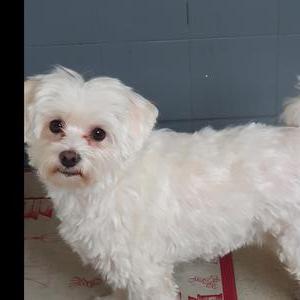 Accompagnante,  dame de compagnie