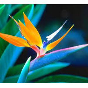 Photo de Flower Paradise