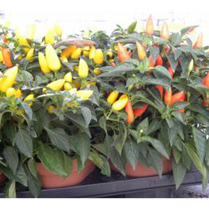 Photo de Entreprise ANDRADE Jardin