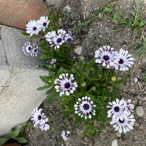 Propose pratique yoga . La participation au cours est selon votre choix