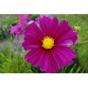 Assistance et Maintien  au domicile