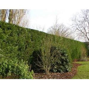 Entretien de jardin à Muret, Cugnaux,Tournefeuille, Labastidette