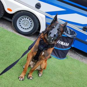 Promenades d'Animaux sur St Priest des Champs et Alentours