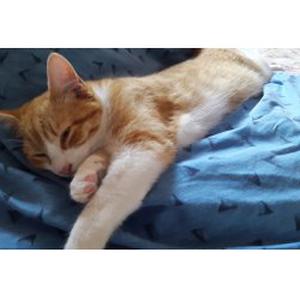 Photo de Au Bonheur Des Chats