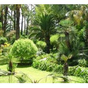 Débroussaillage et abattage (devis gratuit)