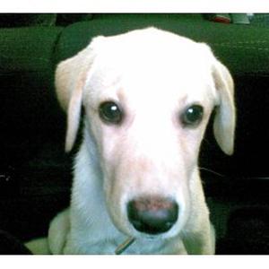 Baby sitter pour animaux