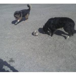 Toilettage d'animaux