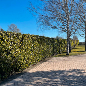 Jardinage et entretien de vos extérieurs (tonte, taille des haies, nettoyage au KARCHER)