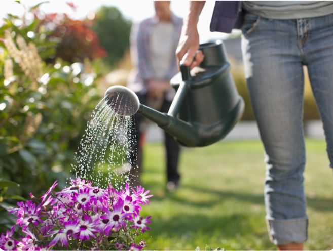 Que faire en période estivale dans son jardin et dans votre potager?