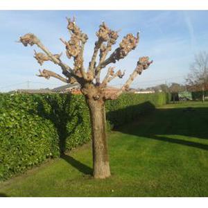 Jardinier en Gironde
