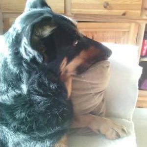 garde d'animaux à rambouillet