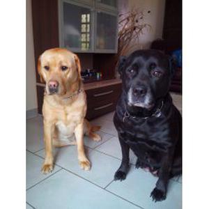 garde chien