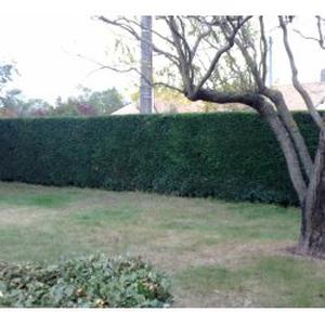 Photo de clean-jardin