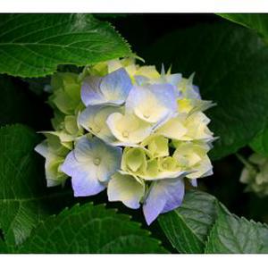 service d'aide à domicile