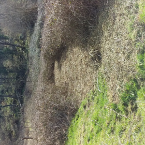 Débroussaillage la bastide de sérou et alentours