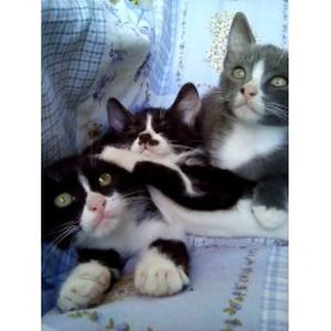 service et soins aux personnes agees