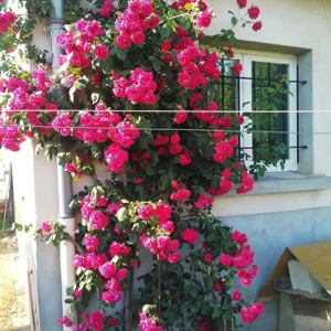 Ménage à Saint-Barthélemy-de-Vals (26240)
