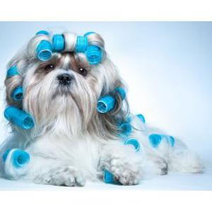Photo de Clean Dog