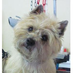 Photo de LE JARDIN CANIN