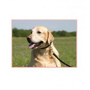 Gardiennage d'animaux en Rhône Alpes