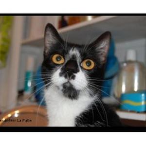 chat rueil malmaison