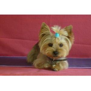Photo de beaute victoriane