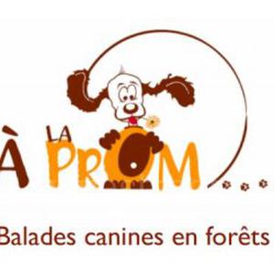 Balades Canines en Foret (Paris et Hauts-de-Seine)