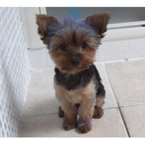 Photo de CHELSEADOG