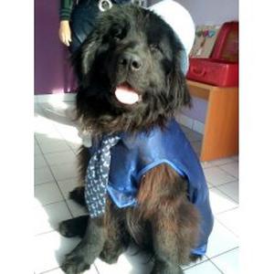 Photo de Canicoif' toilettage chiens et chats