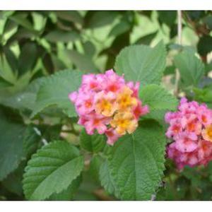 Dépannage / Diagnostic / Optimisation / montage informatique