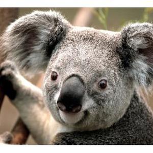 Garde d'animaux  à domicile