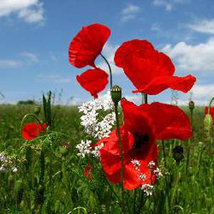 Aide à la preparation des repas, au ménage, aux courses